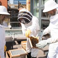 Bee keepers handling honeycomb